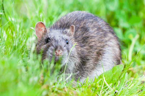 Why You Need To Deal With Your Rodent – Zap Pest Control