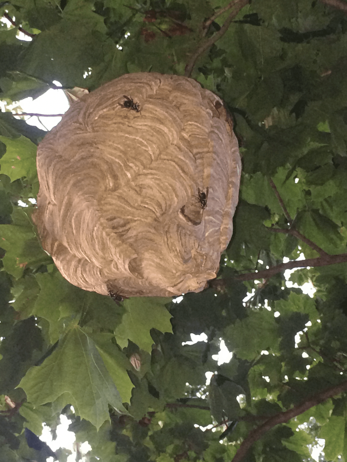 Bees, Wasps & Hornets – Zap Pest Control 