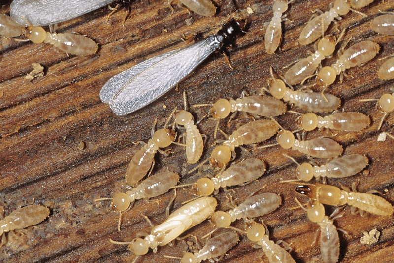 Termite Control Zap Pest Control